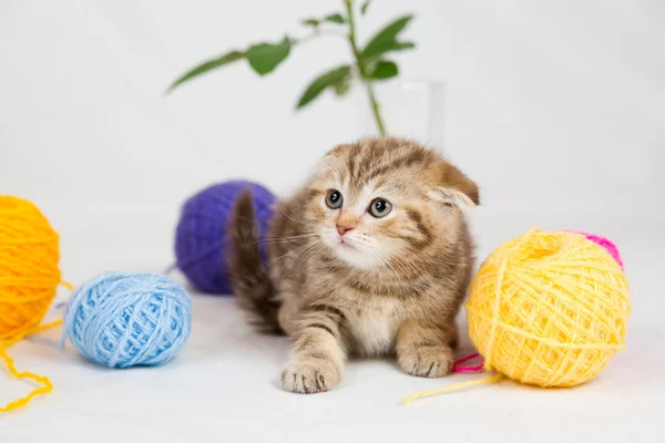 Britânico gatinho shorthair — Fotografia de Stock