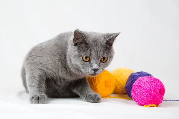 British shorthair cat on white background — Stock Photo, Image