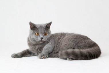 Beyaz arka planda İngiliz kısa hava kedisi