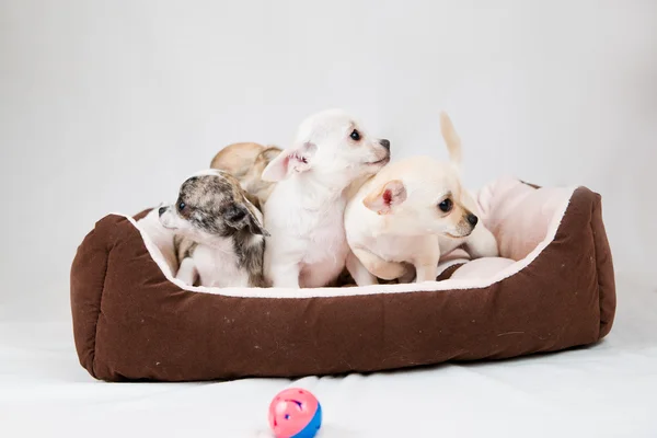 Small purebred puppies — Stock Photo, Image