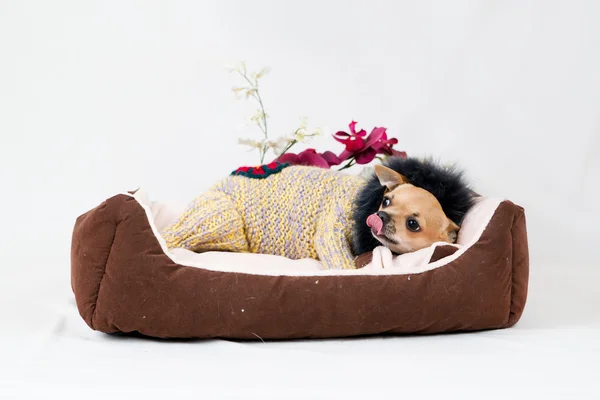 Lilla pedigreed hund — Stockfoto
