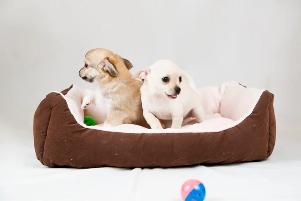 Small purebred puppies — Stock Photo, Image
