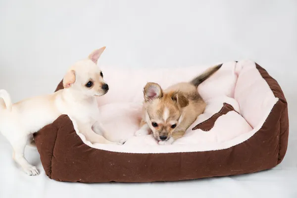 Kleine rasechte pups — Stockfoto