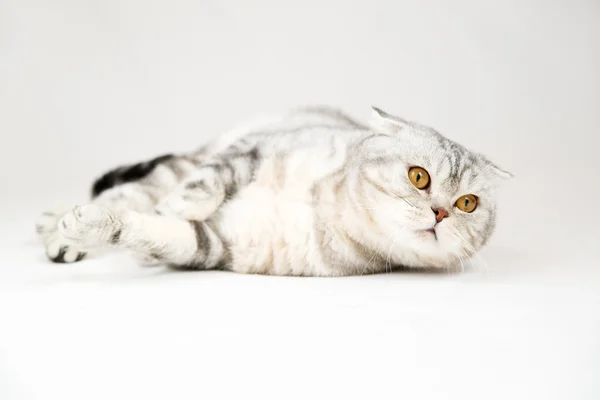 British shorthair cat