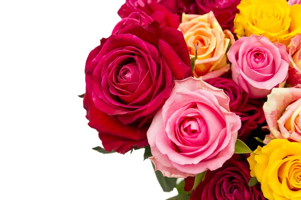 Multicolored roses — Stock Photo, Image