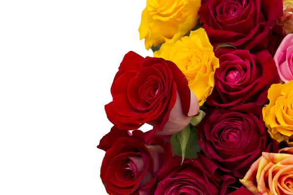 Multicolored roses — Stock Photo, Image