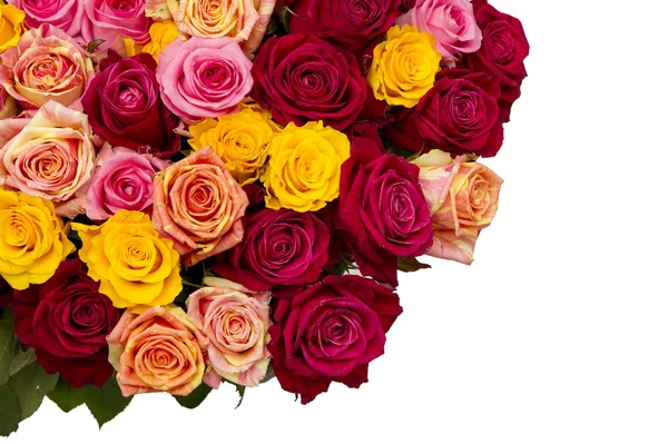 Разноцветные розы — стоковое фото