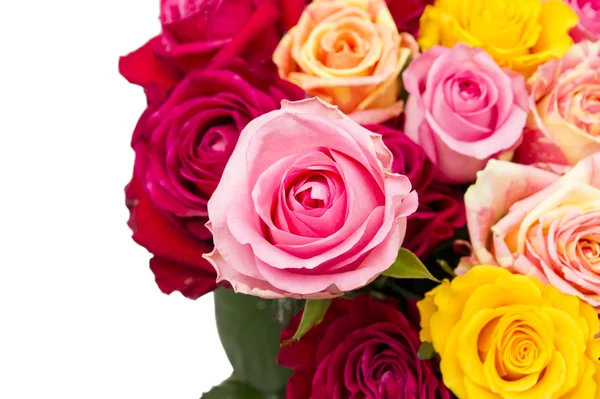 Multicolored roses — Stock Photo, Image