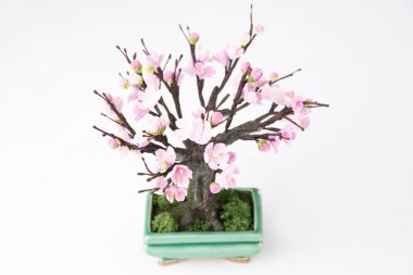 beyaz arkaplanda kiraz