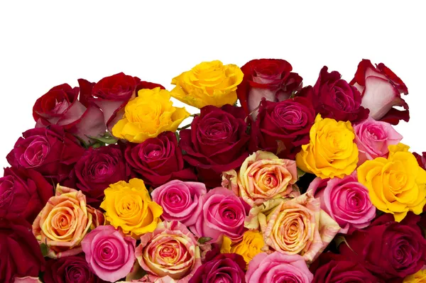 Mångfärgade rosor — Stockfoto