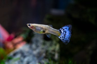 Bitki akvaryumunda dişi gupi, makro fotoğraf.