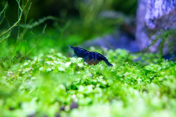 水族館の青い夢のエビの閉鎖植物の水景で — ストック写真