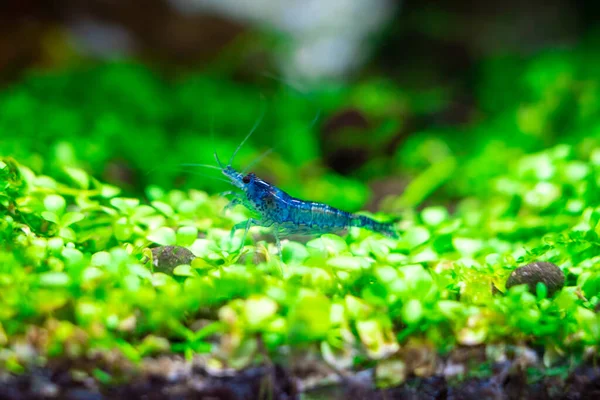 Acquario Blu Sogno Gamberetti Primo Piano Pianta Aquascape — Foto Stock