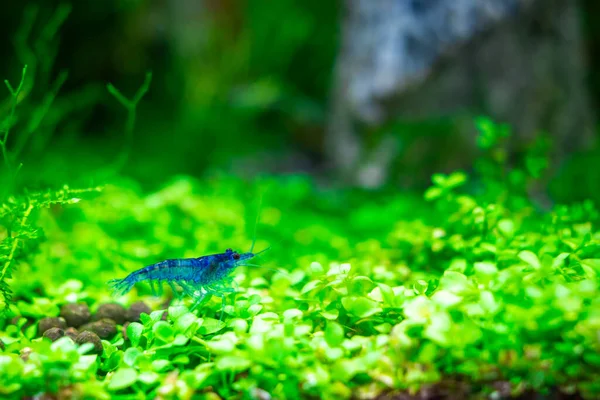 Aquarium Bleu Crevettes Rêve Gros Plan Dans Plante Aquascape Images De Stock Libres De Droits
