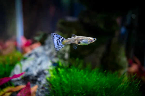 Kvinnlig Guppy Växt Akvarium Makrofoto Stockbild