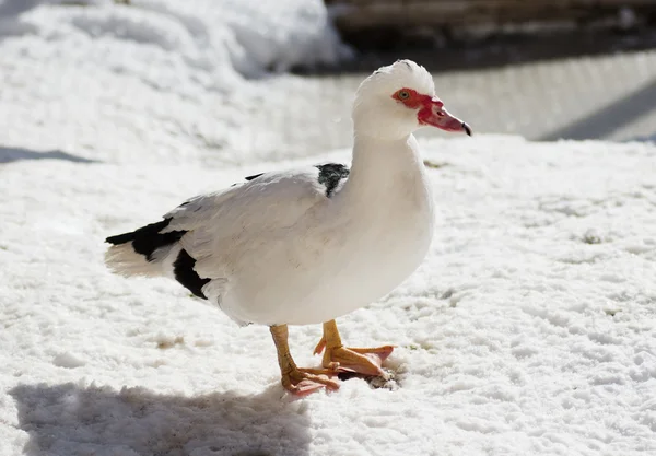 番鸭站在雪地上 — 图库照片