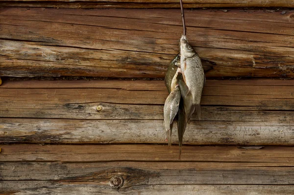 Um monte de carpas. — Fotografia de Stock