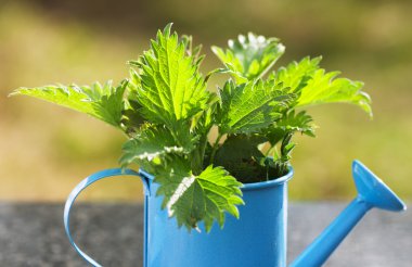 Nettles, masanın üzerinde mavi bir sulama olabilir