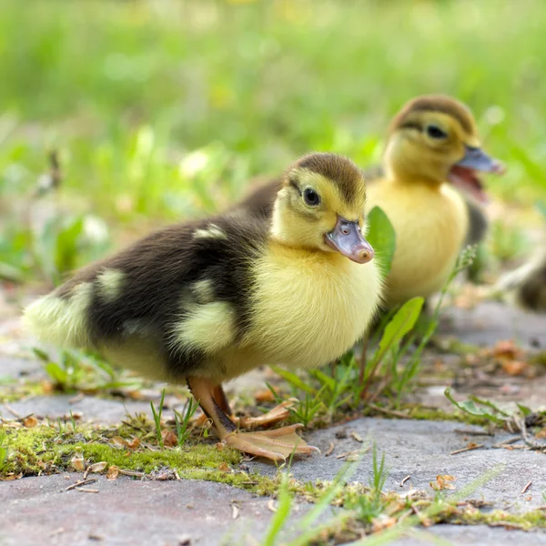 集团的绿色草地上的小鸭子 — 图库照片