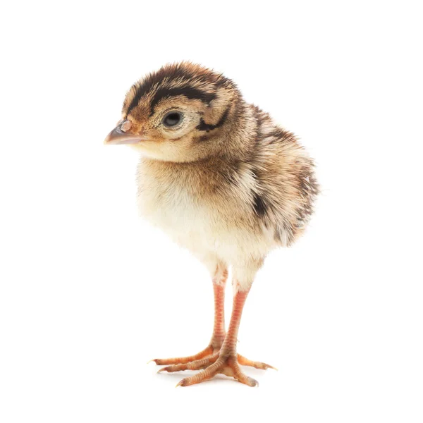 Liten rolig chick fasan, isolerade — Stockfoto