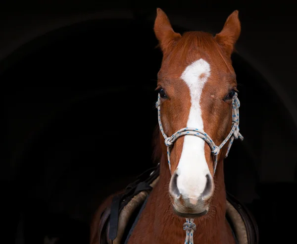 Horse in the stable with the door slung saddle — Stock Photo, Image