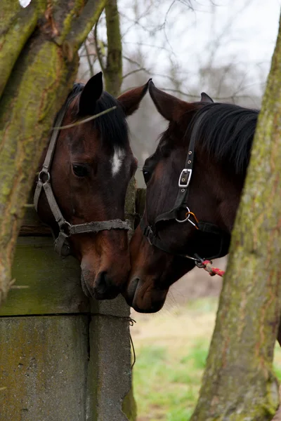 Rasechte paarden close-up in de zonsondergang. kleine diepte van het veld — Stockfoto