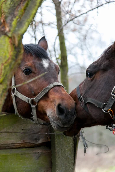 Rasechte paarden close-up in de zonsondergang. kleine diepte van het veld — Stockfoto