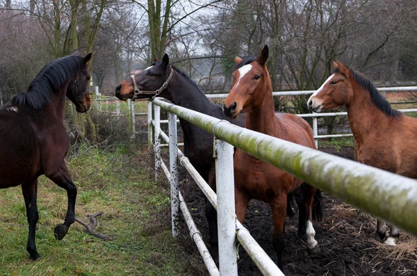 Čistokrevné koně detailní v západu slunce. malá hloubka ostrosti — Stock fotografie