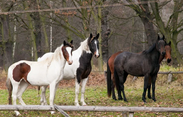 Rasechte paarden close-up in de zonsondergang. kleine diepte van het veld — Stockfoto