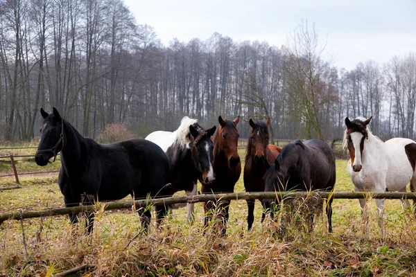 Rasechte paarden close-up in de zonsondergang. kleine diepte van het veld — Stockfoto