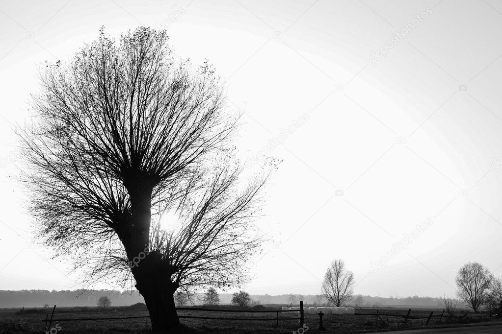 Beams of morning sun filtering through the tree and fog.