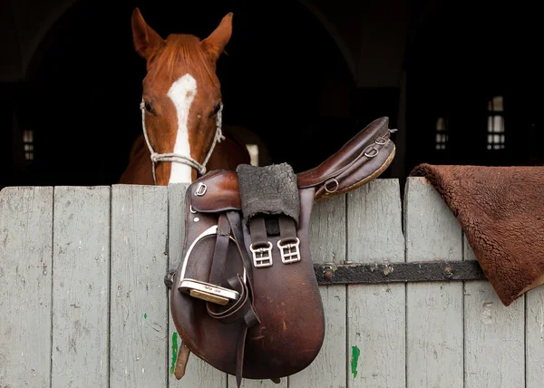 Paard in de stal met de deur hing zadel — Stockfoto