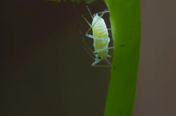 在牵牛花植物上的蚜虫 — 图库照片