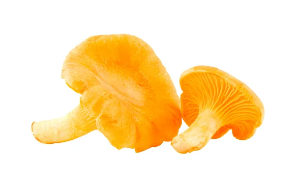 Dois cogumelos chanterelle . — Fotografia de Stock