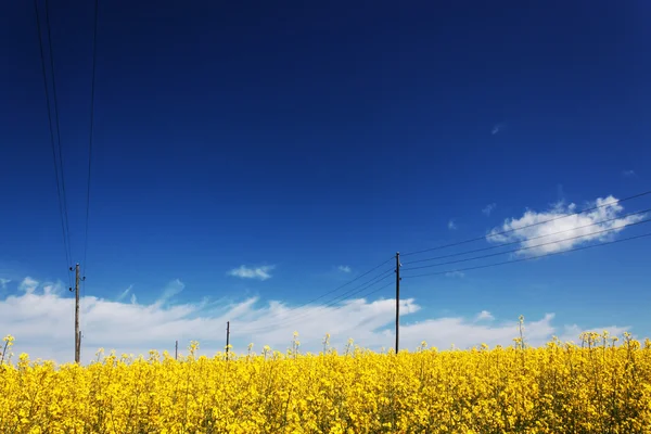 Landscape with power poles. — Stock Photo, Image