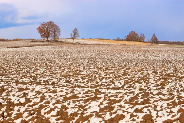 The field in the snow. — Stock Photo, Image