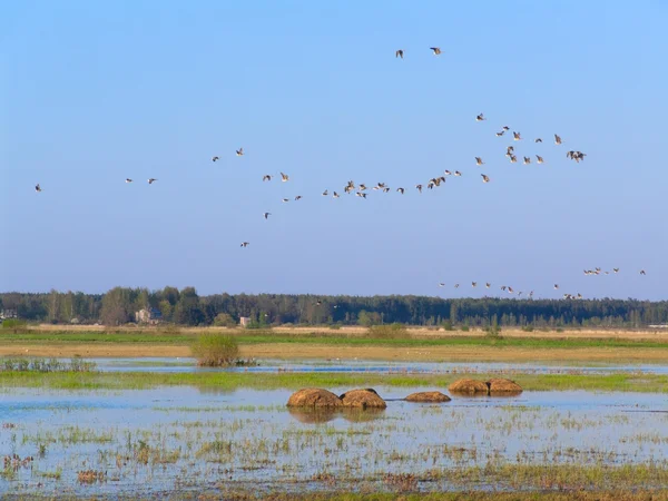 Oiseaux migrateurs . — Photo