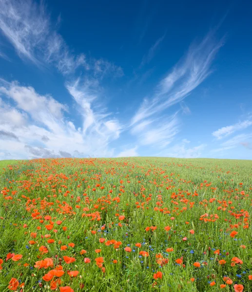 Campo di papavero. — Foto Stock