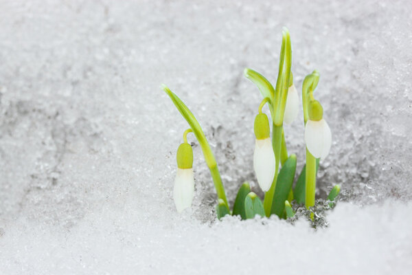 Snowdrops on the snow.
