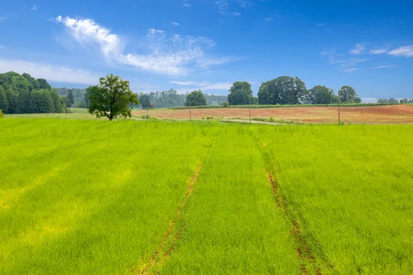 Campo verde . — Fotografia de Stock