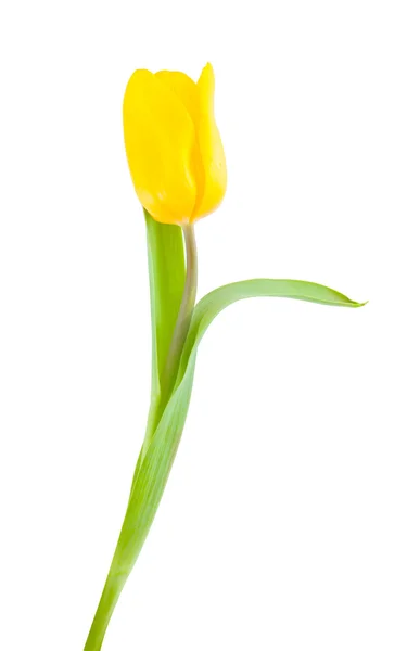 Tulipano giallo . — Foto Stock