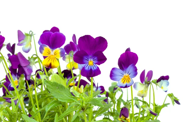 Violetas . — Fotografia de Stock