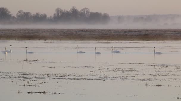 Cisnes en la niebla . — Vídeo de stock
