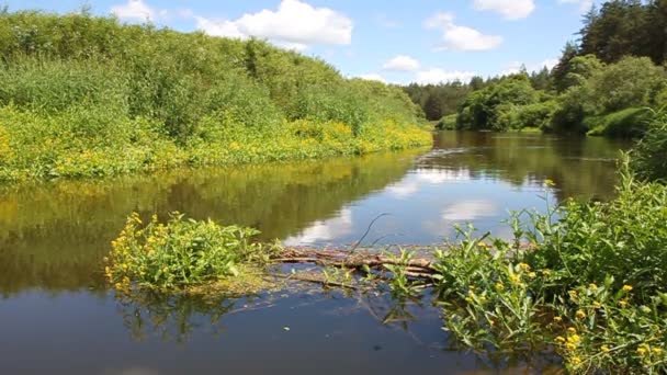 Landskap med floden. — Stockvideo