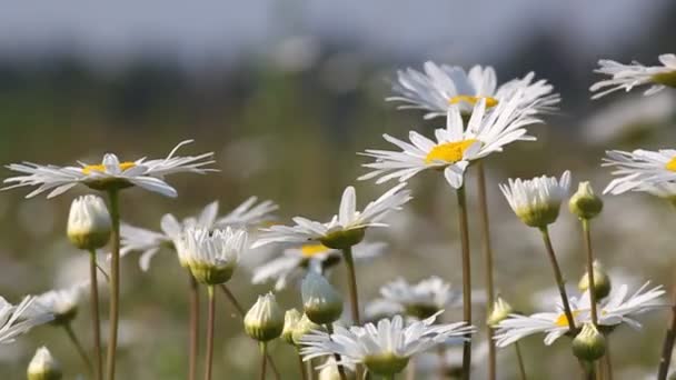 Gänseblümchen. — Stockvideo