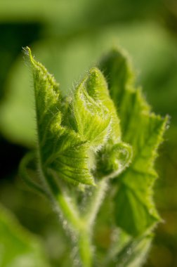 Genç kabak yapraklar yeşil bir arka plan üzerinde