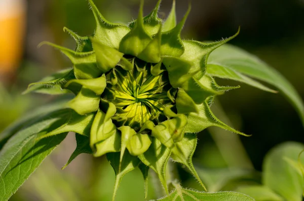 En solros bud innan den är blommade. — Stockfoto