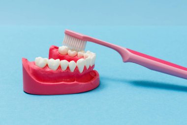 Mavi arkaplanda insan alt çenesi ve diş fırçası düzeni.