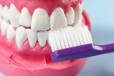 Mavi arkaplanda bir insan çene düzeni ve bir diş fırçası yakın görüntüsü.