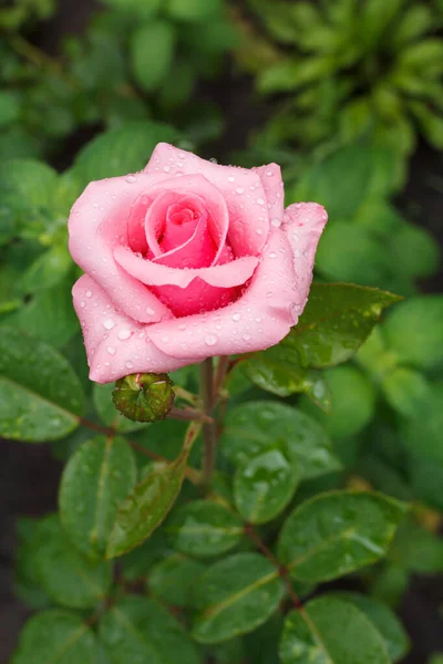 Bush Rosa Rosa Con Gotas Agua Creciendo Jardín Verano Profundidad — Foto de Stock